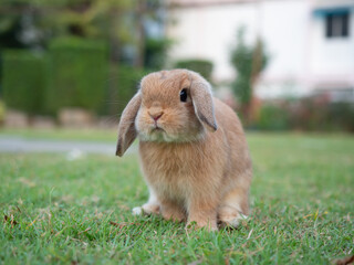 Baby orange holland lop rabbit at garden. Lovely action of young rabbit in green field.