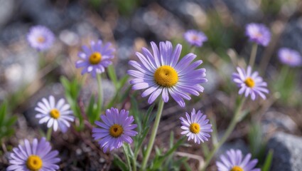Vibrant Purple Subalpine Daisies Blooming in Early Summer Against a Natural Wilderness Backdrop