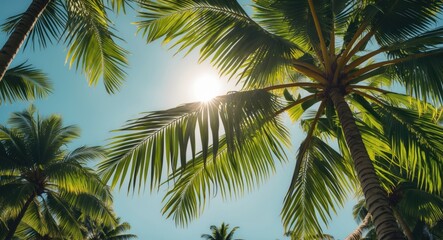 Coconut Palm Tree Leaves Under Bright Sunlight with Clear Blue Sky Natural Background and Copy Space for Seasonal Text or Advertisements