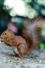 Red Squirrel Eating Nut, Łazienki Park, Warsaw, Wiewiórka, Łazienki Królewskie © Magdalena