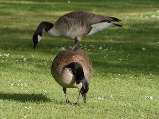 grasende Gänse