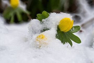 Two vibrant yellow winter aconite flowers push their way through a blanket of late winter snow,...