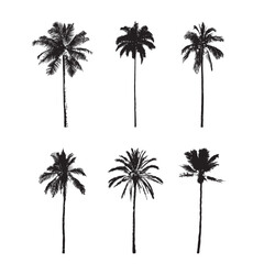 Set of palm trees in black and white silhouette icon vector drawing