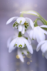 Śnieżyczka przebiśnieg (Galanthus nivalis L.), białe kwiaty wiosenne, rozmyte tło lub tapeta  © anettastar