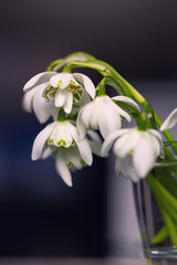 Śnieżyczka przebiśnieg (Galanthus nivalis L.), białe kwiaty wiosenne, rozmyte tło lub tapeta  © anettastar