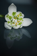 Śnieżyczka przebiśnieg (Galanthus nivalis L.), białe kwiaty wiosenne, rozmyte tło lub tapeta  © anettastar