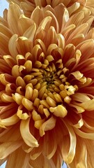 Orange flower all over the photo. The texture of the flower is very nicely drawn.