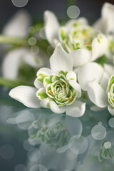 Śnieżyczka przebiśnieg (Galanthus nivalis L.), białe kwiaty wiosenne, rozmyte tło lub tapeta  © anettastar