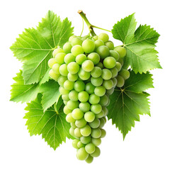 Obraz premium Lush green grape vines isolated on transparent background 