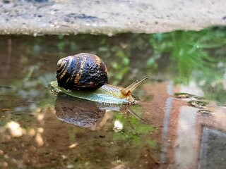 Snail
