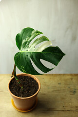 Monstera Deliciosa Albo Variegata plant in pot on wooden table, closeup