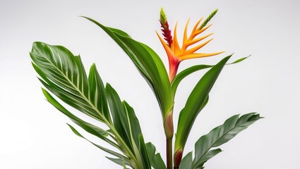 Tropical Heliconia Bihai Flower with Lush Green Leaves Isolated on White Background Ideal for Floral and Nature Themed Designs