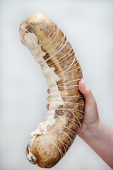 Traditional dish of the peoples of Central Asia. Close-up of a hand holding dried horse meat, wrapped in a natural casing and tied with twine. Homemade preparation and preservation of food products.