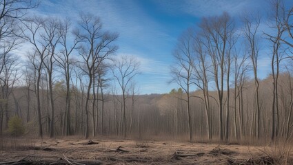 Leafless forest landscape under a clear blue sky with early spring atmosphere in a tranquil natural setting.
