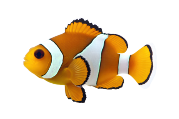 Ocellaris clownfish or anemone fish isolated on transparent or white background, png
