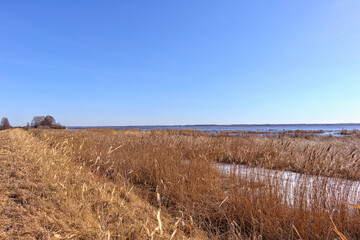 
Nature landscape with reed field, water and clear blue sky.