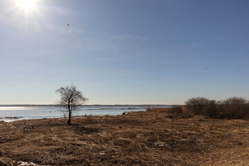 Fototapeta premium sunny landscape with tree, water and clear sky.