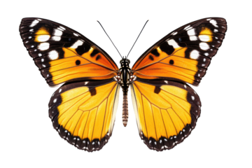 Orange butterfly isolated on transparent or white background, png