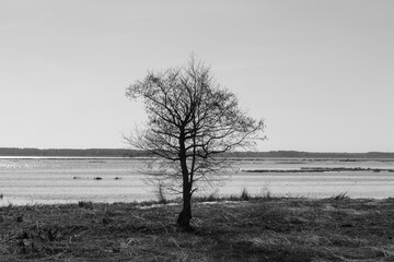 Fototapeta premium black and white image of a tree in a landscape by the water.