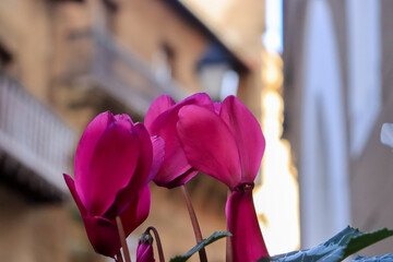 Flowers against the background of a building - Barcelona, ​​Poble Espanyol