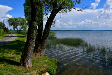 A view of a small rocky coast or beach covered with reeds and old trees located next to a vast yet shallow river surrounded with forests and moors seen on a sunny yet cloudy summer day in Poland