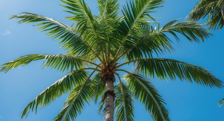 Fototapeta premium Palm Tree Foliage Reaching Skyward with Vibrant Green Leaves Against a Bright Blue Background in Tropical Landscape