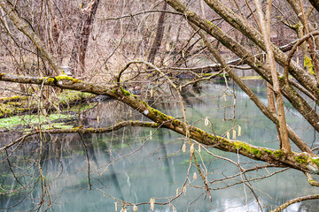 Die spärlich blühende Hasel hängt ihre Zweige und Äste über das Wasser der Rhumequelle
