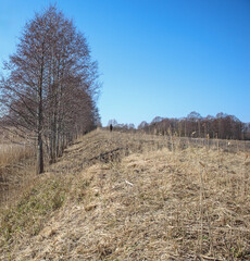 
landscape with trees, dry grass and clear blue sky, with a small figure in the distance.