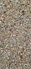 A sandy beach full of shells. #2