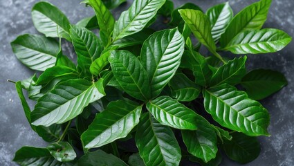 Vibrant Fresh Green Leaves of Garcinia Cowa on a Textured Background Ideal for Natural Health and Botanical Themes