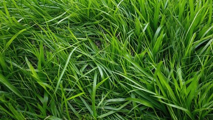 Obraz premium Lush green grass texture for natural backgrounds showcasing vibrant spring foliage and fresh growth in an outdoor setting.