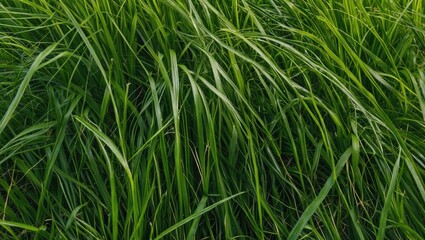 Obraz premium Lush green grass texture background for natural design and landscaping projects showcasing organic beauty and vibrant color.