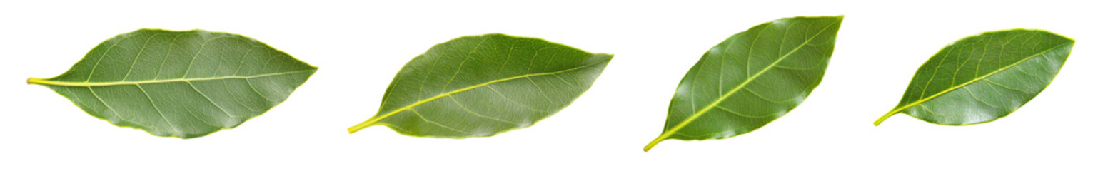 Collection of vibrant green leaves showcasing nature's beauty and diversity., transparent background.