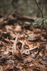 Shed antler as they lay 