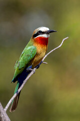 White-fronted bee-eater.