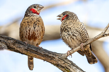 Cut-throat finch.