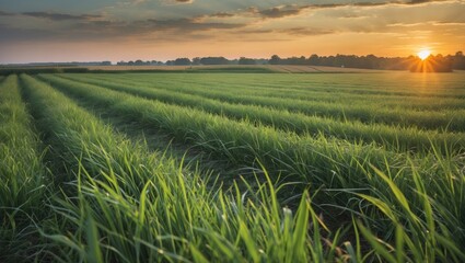 Sunrise Over Green Grass Field Agricultural Landscape With Rows Of Crops And Empty Space For Text On A Warm Summer Morning