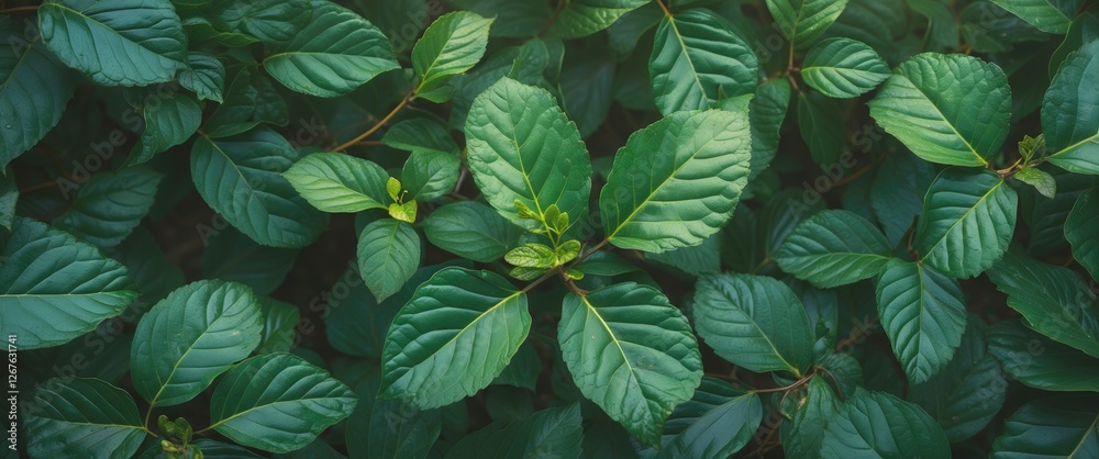 Aufkleber lush green leaves overhead view with vintage color tone and space for text in natural garden setting