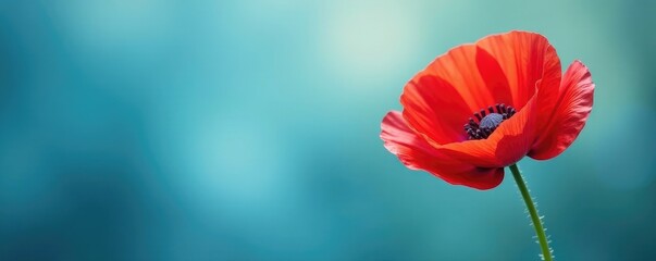 Obraz premium Poppy flower with stamen and pistil on a soft focus blue background, organic, bloom, texture