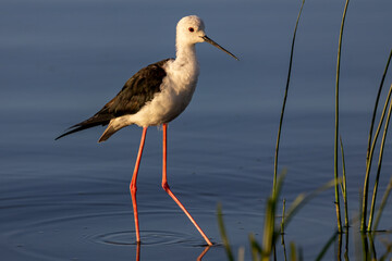 Black-winged stilt.