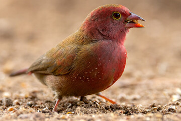 Red-billed firefinch.