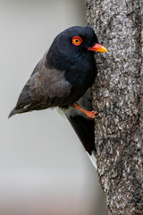 Retz's helmet shrike.