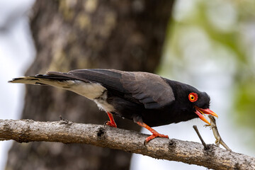 Retz's helmet shrike.