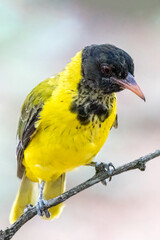 Black-headed oriole.
