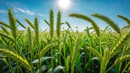 Obraz premium Vibrant Green Wheat Field Under Bright Sunlight on Clear Day with Blue Sky and Natural Agricultural Landscape