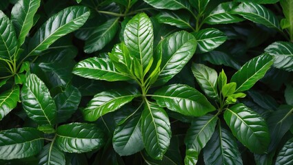 Lush Green Garcinia Cowa Leaves in Natural Habitat Showcasing Vibrant Foliage and Rich Textures Representing Tropical Flora