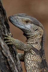 Rock monitor.