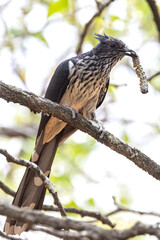 Levaillant’s cuckoo.