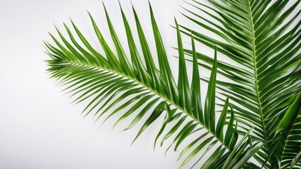 Obraz premium Lush Green Palm Leaf Isolated on Bright White Background for Fresh and Natural Design Elements