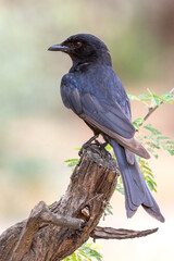 Fork-tailed drongo.